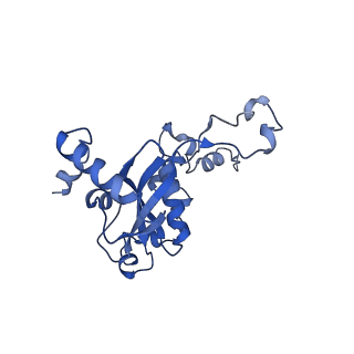 13111_7oya_N1_v1-3
Cryo-EM structure of the 1 hpf zebrafish embryo 80S ribosome