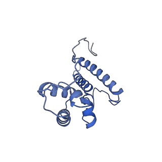 13111_7oya_N2_v1-3
Cryo-EM structure of the 1 hpf zebrafish embryo 80S ribosome