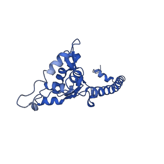 13111_7oya_O1_v1-3
Cryo-EM structure of the 1 hpf zebrafish embryo 80S ribosome