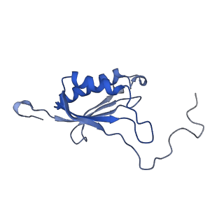 13111_7oya_O2_v1-3
Cryo-EM structure of the 1 hpf zebrafish embryo 80S ribosome