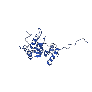 13111_7oya_Q1_v1-3
Cryo-EM structure of the 1 hpf zebrafish embryo 80S ribosome