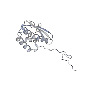 13111_7oya_Q2_v1-3
Cryo-EM structure of the 1 hpf zebrafish embryo 80S ribosome