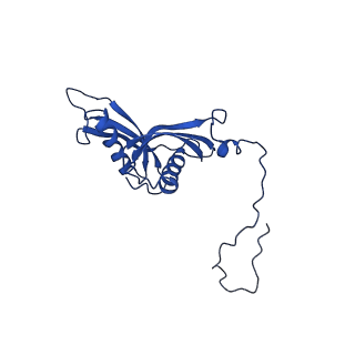 13111_7oya_S1_v1-3
Cryo-EM structure of the 1 hpf zebrafish embryo 80S ribosome