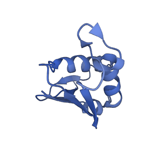 13111_7oya_U1_v1-3
Cryo-EM structure of the 1 hpf zebrafish embryo 80S ribosome