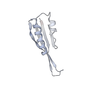 13111_7oya_U2_v1-3
Cryo-EM structure of the 1 hpf zebrafish embryo 80S ribosome