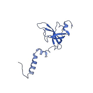 13111_7oya_X2_v1-3
Cryo-EM structure of the 1 hpf zebrafish embryo 80S ribosome