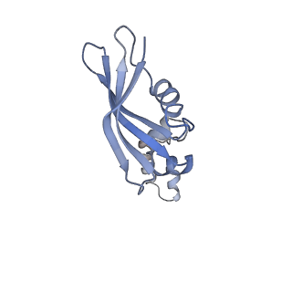 13111_7oya_Y2_v1-3
Cryo-EM structure of the 1 hpf zebrafish embryo 80S ribosome