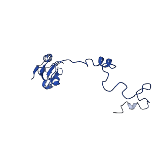 13111_7oya_a1_v1-3
Cryo-EM structure of the 1 hpf zebrafish embryo 80S ribosome