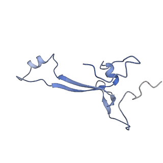 13111_7oya_a2_v1-3
Cryo-EM structure of the 1 hpf zebrafish embryo 80S ribosome