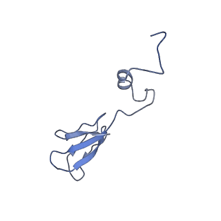 13111_7oya_b2_v1-3
Cryo-EM structure of the 1 hpf zebrafish embryo 80S ribosome