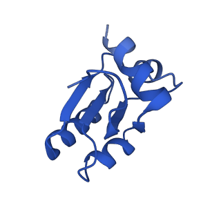 13111_7oya_c1_v1-3
Cryo-EM structure of the 1 hpf zebrafish embryo 80S ribosome
