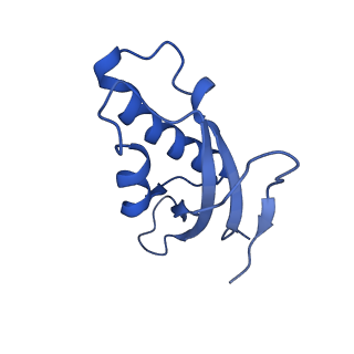13111_7oya_d1_v1-3
Cryo-EM structure of the 1 hpf zebrafish embryo 80S ribosome