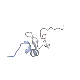 13111_7oya_d2_v1-3
Cryo-EM structure of the 1 hpf zebrafish embryo 80S ribosome