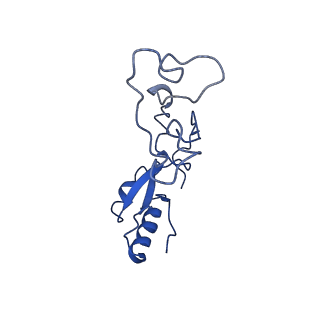 13111_7oya_e1_v1-3
Cryo-EM structure of the 1 hpf zebrafish embryo 80S ribosome