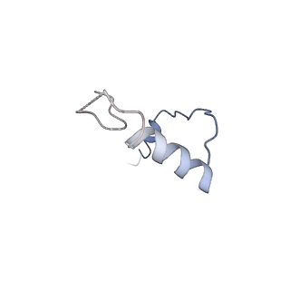 13111_7oya_e2_v1-3
Cryo-EM structure of the 1 hpf zebrafish embryo 80S ribosome