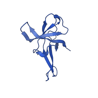 13111_7oya_f1_v1-3
Cryo-EM structure of the 1 hpf zebrafish embryo 80S ribosome
