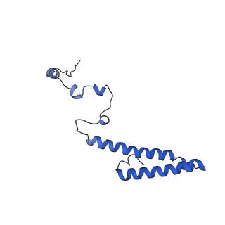 13111_7oya_h1_v1-3
Cryo-EM structure of the 1 hpf zebrafish embryo 80S ribosome