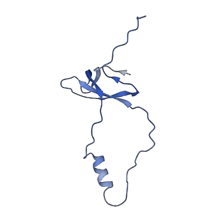 13111_7oya_o1_v1-3
Cryo-EM structure of the 1 hpf zebrafish embryo 80S ribosome