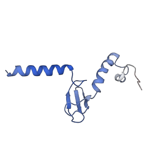 13111_7oya_p1_v1-3
Cryo-EM structure of the 1 hpf zebrafish embryo 80S ribosome