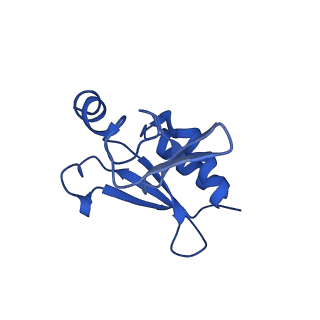 13111_7oya_r1_v1-3
Cryo-EM structure of the 1 hpf zebrafish embryo 80S ribosome