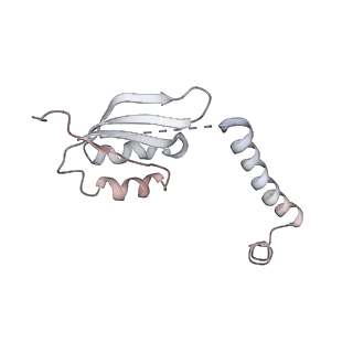 13111_7oya_v2_v1-3
Cryo-EM structure of the 1 hpf zebrafish embryo 80S ribosome