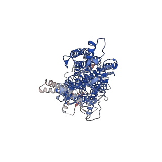 3860_5oyb_A_v1-6
Structure of calcium-bound mTMEM16A chloride channel at 3.75 A resolution