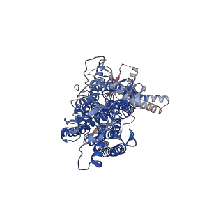 3860_5oyb_B_v1-6
Structure of calcium-bound mTMEM16A chloride channel at 3.75 A resolution