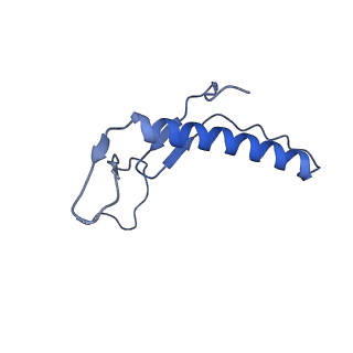 13134_7ozs_D_v1-2
Structure of the hexameric 5S RNP from C. thermophilum
