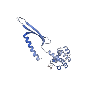 17340_8p0w_D_v1-0
Structure of the human Commander complex COMMD ring