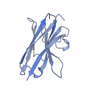 13155_7p14_B_v1-0
Structure of full-length rXKR9 in complex with a sybody at 3.66A