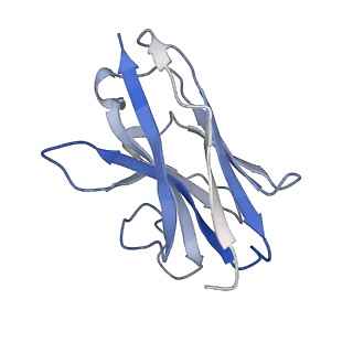 13157_7p16_B_v1-0
Structure of caspase-3 cleaved rXKR9 in complex with a sybody at 4.3A