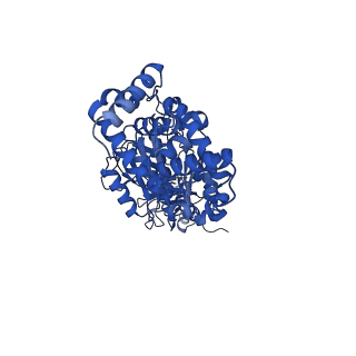 13174_7p2y_B_v1-2
F1Fo-ATP synthase from Acinetobacter baumannii (state 1)