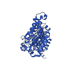 13174_7p2y_C_v1-2
F1Fo-ATP synthase from Acinetobacter baumannii (state 1)