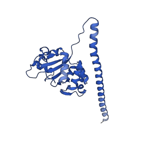 17367_8p2k_BF_v1-1
Ternary complex of translating ribosome, NAC and METAP1