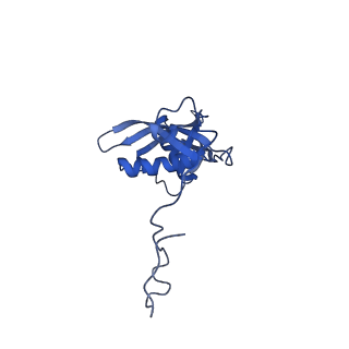 17367_8p2k_BS_v1-1
Ternary complex of translating ribosome, NAC and METAP1