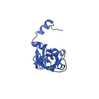 17367_8p2k_BY_v1-1
Ternary complex of translating ribosome, NAC and METAP1