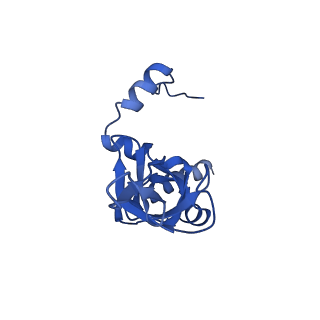 17367_8p2k_BY_v2-0
Ternary complex of translating ribosome, NAC and METAP1