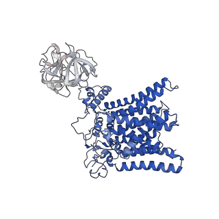 20236_6p25_B_v1-4
Structure of S. cerevisiae protein O-mannosyltransferase Pmt1-Pmt2 complex bound to the sugar donor and a peptide acceptor