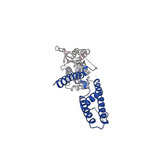 17397_8p3w_D_v1-3
Homomeric GluA1 in tandem with TARP gamma-3, desensitized conformation 4