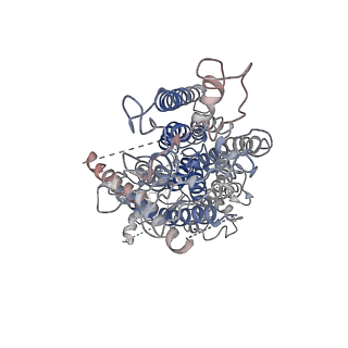 20246_6p48_A_v1-1
Cryo-EM structure of calcium-bound TMEM16F in nanodisc with supplement of PIP2 in Cl1