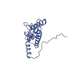 20248_6p4g_K_v1-3
Structure of a mammalian small ribosomal subunit in complex with the Israeli Acute Paralysis Virus IRES (Class 1)