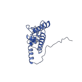 20249_6p4h_K_v1-3
Structure of a mammalian small ribosomal subunit in complex with the Israeli Acute Paralysis Virus IRES (Class 2)
