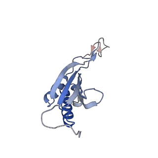 20255_6p5i_P_v1-4
Structure of a mammalian 80S ribosome in complex with the Israeli Acute Paralysis Virus IRES (Class 1)