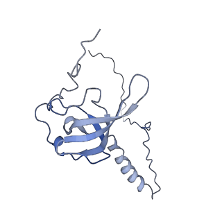 20256_6p5j_AT_v1-5
Structure of a mammalian 80S ribosome in complex with the Israeli Acute Paralysis Virus IRES (Class 2)