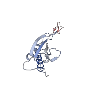 20257_6p5k_P_v1-3
Structure of a mammalian 80S ribosome in complex with the Israeli Acute Paralysis Virus IRES (Class 3)