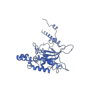 20258_6p5n_AD_v1-3
Structure of a mammalian 80S ribosome in complex with a single translocated Israeli Acute Paralysis Virus IRES and eRF1
