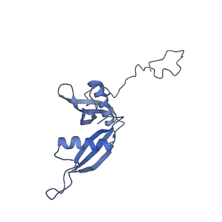 20258_6p5n_AS_v1-3
Structure of a mammalian 80S ribosome in complex with a single translocated Israeli Acute Paralysis Virus IRES and eRF1