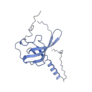 20258_6p5n_AT_v1-3
Structure of a mammalian 80S ribosome in complex with a single translocated Israeli Acute Paralysis Virus IRES and eRF1