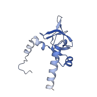 20258_6p5n_AY_v1-3
Structure of a mammalian 80S ribosome in complex with a single translocated Israeli Acute Paralysis Virus IRES and eRF1