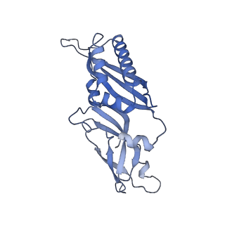 20258_6p5n_C_v1-3
Structure of a mammalian 80S ribosome in complex with a single translocated Israeli Acute Paralysis Virus IRES and eRF1